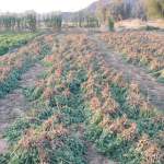 جمعية كتاف التعاونية تعلن حصاد طنين من الفول السوداني لأول مرة في محافظة صعدة