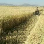 إب.. الجمعية النموذجية بيريم تدشن موسم حصاد القمح في قريتي بيت العماري ورباط القلعة إب.. الجمعية النموذجية بيريم تدشن موسم حصاد القمح في قريتي بيت العماري ورباط القلعة