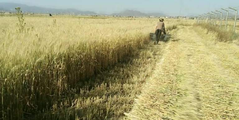 إب.. الجمعية النموذجية بيريم تدشن موسم حصاد القمح في قريتي بيت العماري ورباط القلعة