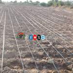 جمعية الحجيلة تتابع ميدانياً تجهيزات مزارعي الذرة الشامية وتطبيق الري بالتنقيط جمعية الحجيلة تتابع ميدانياً تجهيزات مزارعي الذرة الشامية وتطبيق الري بالتنقيط