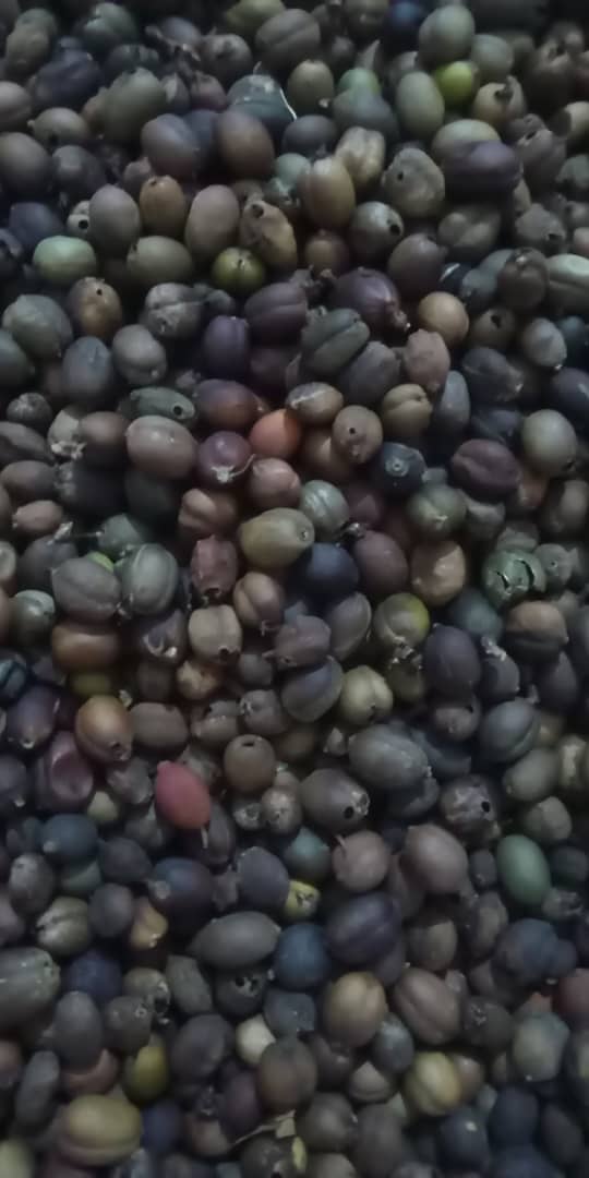 جمعية حفاش تنفّذ ورشة ميدانية لمزارعي البن في قرية فلينه بعزلة الملاحنة