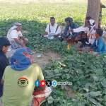 يوم حقلي لمزارعي الذرة الشامية وتشكيل مجاميع إنتاجية نموذجية في عزلة القعابيل ببيت الفقية  يوم حقلي لمزارعي الذرة الشامية وتشكيل مجاميع إنتاجية نموذجية في عزلة القعابيل ببيت الفقية 