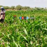 جمعية الحُجيلة تتابع ميدانياً زراعة الذرة الشامية وتوجه بمكافحة دودة الحشد الخريفية￼