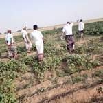 جمعية الاكتفاء تنفذ نزولاً ميدانياً إلى الربصا لرصد مشاكل القطن لتعزيز التدخلات الزراعية جمعية الاكتفاء تنفذ نزولاً ميدانياً إلى الربصا لرصد مشاكل القطن لتعزيز التدخلات الزراعية