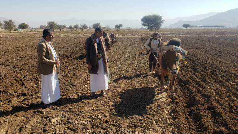 جمعية ريدة التعاونية ومكتب الزراعة ينفذان نزولاً ميدانياً لمتابعة برنامج التوسع الرأسي لمحصول القمح