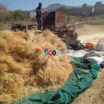 تدشين حصاد محصول القمح في وادي وردان بمديرية دمت￼￼￼￼ ￼