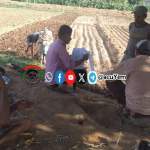 متابعة مجاميع الذرة الشامية والتنسيق لدعم مبادرة لرصف طريق زراعي بالخبت متابعة مجاميع الذرة الشامية والتنسيق لدعم مبادرة لرصف طريق زراعي بالخبت