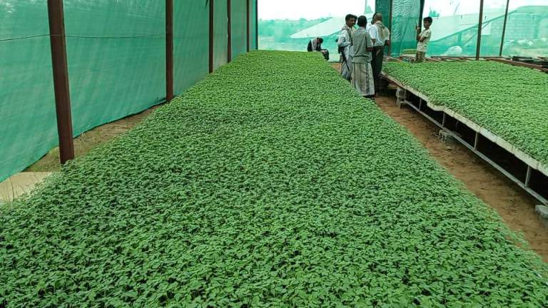 جمعية الزهرة التعاونية تعلن نجاح تجربة زراعة شتلات الطماطم بالطرق الحديثة