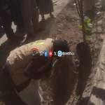 جمعية بني الحارث التعاونية تنفذ مبادرة تشجير الطرق بالمديرية  جمعية بني الحارث التعاونية تنفذ مبادرة تشجير الطرق بالمديرية 