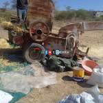 تدشين حصاد محصول القمح في وادي وردان بمديرية دمت￼￼￼￼ ￼