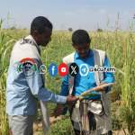 جمعيّة باجل تنفّذ زيارةً ميدانيّةً لتقييم مزارعي الذرة الرفيعة والدخن في عزلة الجمادي جمعيّة باجل تنفّذ زيارةً ميدانيّةً لتقييم مزارعي الذرة الرفيعة والدخن في عزلة الجمادي