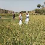 جمعية خيران المحرق تدشّن موسم حصاد الأرز في عزلة الدانعي جمعية خيران المحرق تدشّن موسم حصاد الأرز في عزلة الدانعي