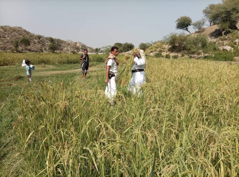 جمعية خيران المحرق تدشّن موسم حصاد الأرز في عزلة الدانعي