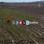 جمعية مجزر تتابع التوسع في زراعة القمح وتثمّن نجاح تجربة الري الحديث