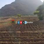 متابعة مجاميع الذرة الشامية والتنسيق لدعم مبادرة لرصف طريق زراعي بالخبت