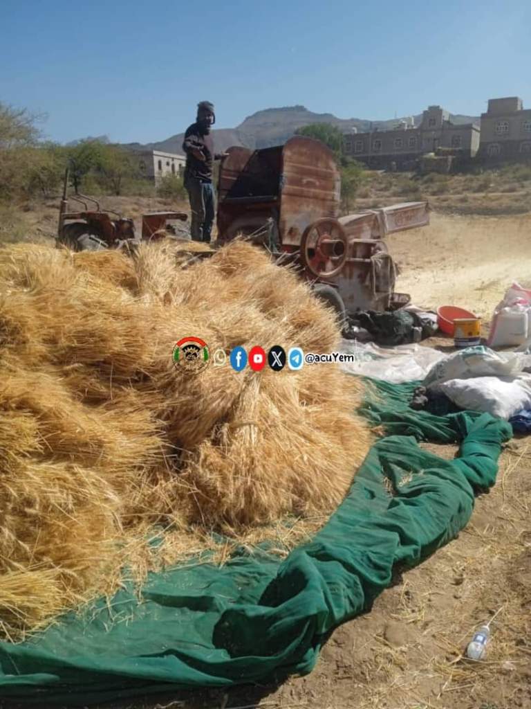 تدشين حصاد محصول القمح في وادي وردان بمديرية دمت￼￼￼￼ ￼