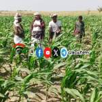 جمعية زبيد تنفذ زيارتين ميدانيتين لدعم زراعة الذرة وتشكيل مجاميع إنتاجية في الحبيل جمعية زبيد تنفذ زيارتين ميدانيتين لدعم زراعة الذرة وتشكيل مجاميع إنتاجية في الحبيل