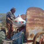 تدشين حصاد محصول القمح في وادي وردان بمديرية دمت￼￼￼￼ ￼