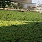 جمعية الاكتفاء بالمراوعة تطلع على مشاريع الزراعة المائية في عزلة الدمانية وتؤكد دعمها للتقنيات الحديثة