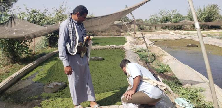 جمعية الاكتفاء بالمراوعة تطلع على مشاريع الزراعة المائية في عزلة الدمانية وتؤكد دعمها للتقنيات الحديثة