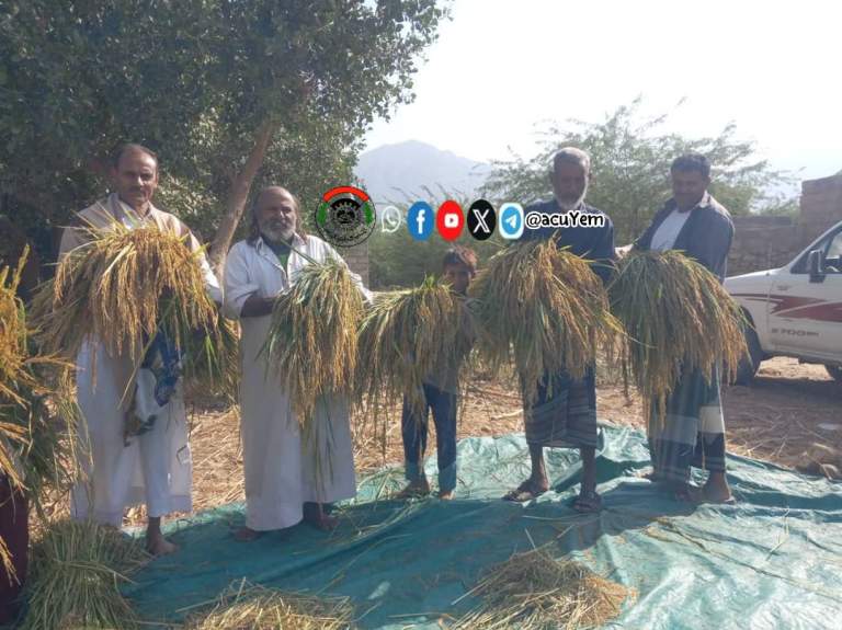 تدشين حصاد الأرز في بني قيس بحجة
