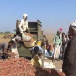 جمعية الضحي التعاونية تدشّن موسم حصاد الذرة في عدد من مزارع المديرية جمعية الضحي التعاونية تدشّن موسم حصاد الذرة في عدد من مزارع المديرية