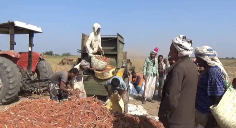 جمعية الضحي التعاونية تدشّن موسم حصاد الذرة في عدد من مزارع المديرية