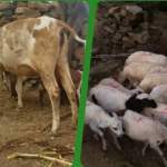 جمعية مرّان تنفذ حملة بيطرية مجتمعية لمعالجة المواشي في ثلاث عزل بالمديرية جمعية مرّان تنفذ حملة بيطرية مجتمعية لمعالجة المواشي في ثلاث عزل بالمديرية