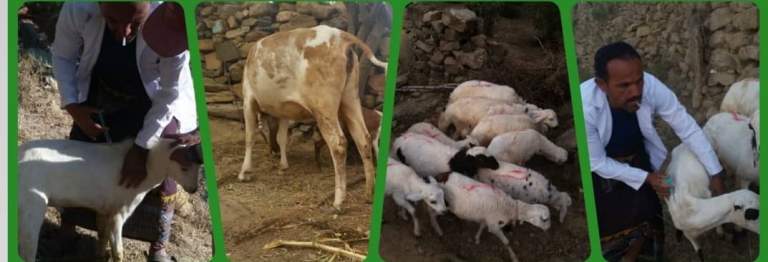 جمعية مرّان تنفذ حملة بيطرية مجتمعية لمعالجة المواشي في ثلاث عزل بالمديرية