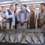 تدشين بيع الأسماك بالميازين الإلكترونية في محافظة الحديدة تدشين بيع الأسماك بالميازين الإلكترونية في محافظة الحديدة