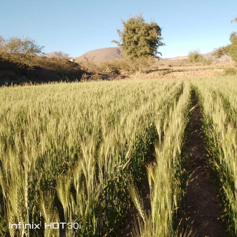 جمعية دمت تواصل نزولاتها الميدانية لتعزيز الإرشاد الزراعي والعمل التعاوني