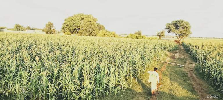 جمعية زبيد تنفّذ نزولًا ميدانيًا لدعم مزارعي الذرة الشامية في التريبة والحمى