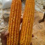 جمعية خيران تُشرف على محصول الذرة الشامية في المصفى عزلة مسروح￼￼￼￼ ￼