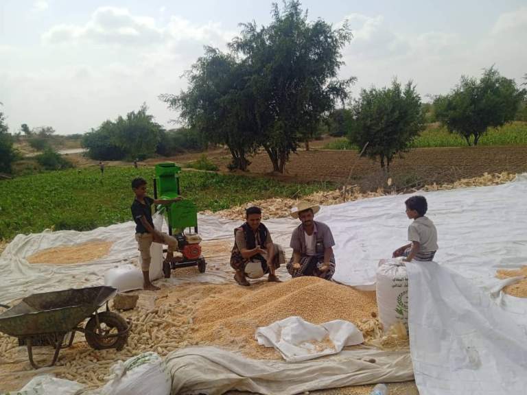جمعية خيران تُشرف على محصول الذرة الشامية في المصفى عزلة مسروح￼￼￼￼ ￼