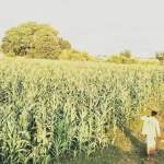 جمعية دمت تواصل نزولاتها الميدانية لتعزيز الإرشاد الزراعي والعمل التعاوني جمعية دمت تواصل نزولاتها الميدانية لتعزيز الإرشاد الزراعي والعمل التعاوني