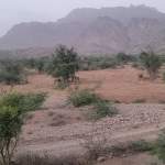 زيارة ميدانية لتقييم أعمال الاستصلاح الزراعي في بني الحمادي بمديرية بني سعد  زيارة ميدانية لتقييم أعمال الاستصلاح الزراعي في بني الحمادي بمديرية بني سعد 