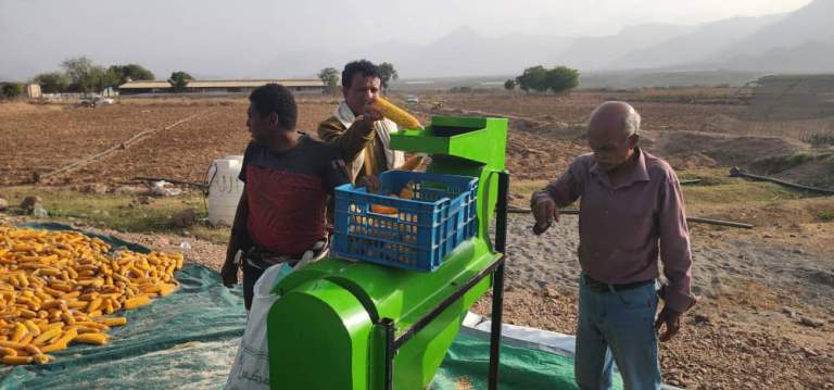 تدشين حصاد الذرة الشامية الهجين في مديرية الحجيلة بمحافظة الحديدة