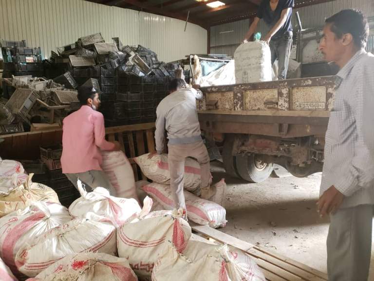 تسويق طنان من محصول الكركم في عزلة العزكي بمديرية الرجم