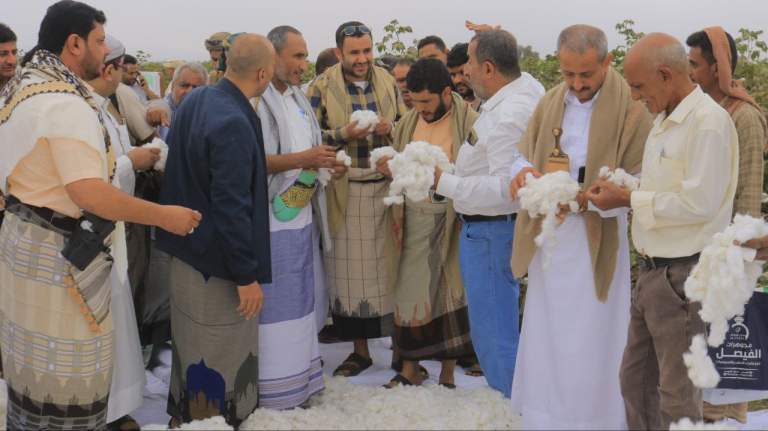 محافظ الحديدة يدشّن حصاد محصول القطن في مديرية الضحي