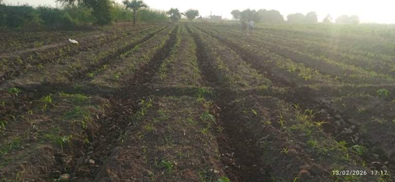 جمعية زبيد التعاونية تنفذ نزولاً ميدانياً إلى عزل بلاد السلامة والتريبة والشباريق لمتابعة المحاصيل الزراعية