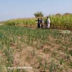 جمعية المنصورية الزراعية تنفذ نزولًا ميدانيًا لتفقد محصول الذرة الشامية وتقديم الإرشاد للمزارعين