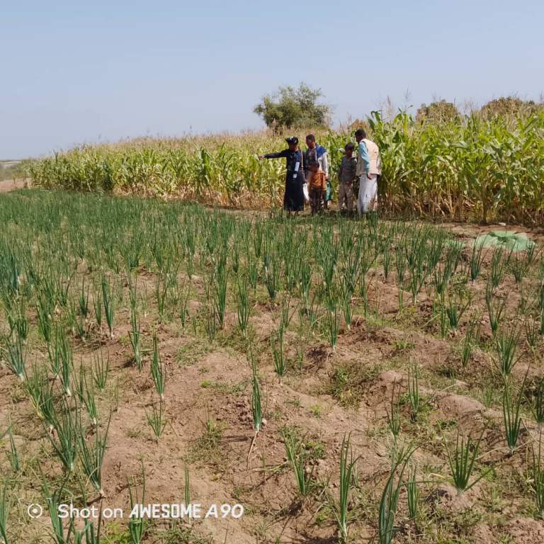 جمعية المنصورية الزراعية تنفذ نزولًا ميدانيًا لتفقد محصول الذرة الشامية وتقديم الإرشاد للمزارعين
