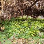 مزارعو قرية أعتام ينفذون مبادرة لزراعة 150 ألف شتلة بُن بالتنسيق مع جمعية الرجم التعاونية