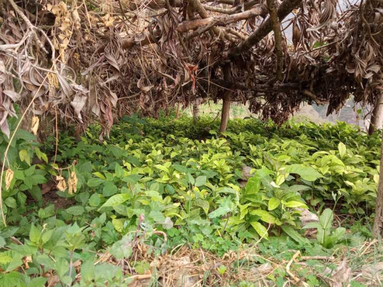 مزارعو قرية أعتام ينفذون مبادرة لزراعة 150 ألف شتلة بُن بالتنسيق مع جمعية الرجم التعاونية