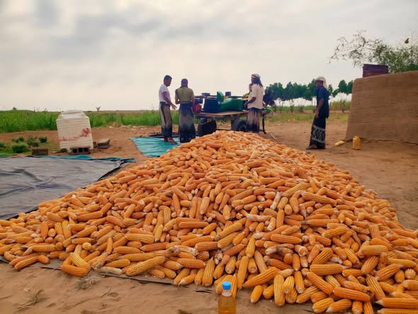 جمعية عبس التعاونية تواصل أعمال حصاد الذرة الشامية