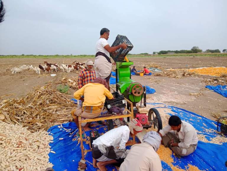 جمعية “البلدة الطيبة” بالتحيتا تدشن موسم حصاد الذرة الشامية