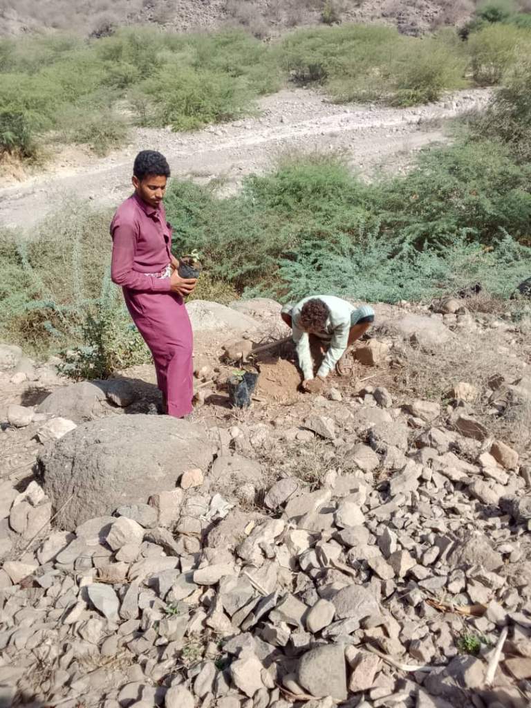 المحويت.. جمعية بني سعد تدعم مبادرة زراعية لتوسيع سلسلة الجوافة بوادي عشق