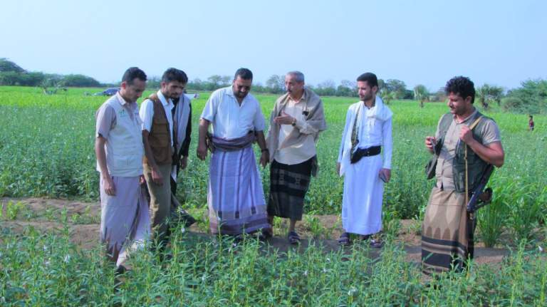 الأمين العام للاتحاد التعاوني يطلع على نجاح تجربة زراعة السمسم الأبيض في باجل