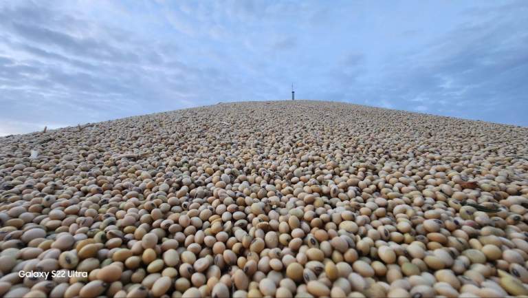 صور تظهر تلالاً من بذور فول الصويا أثناء عمليات حصاد فول الصويا في مديرية باجل
