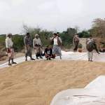 جمعية باجل تواصل استلام محصول فول الصويا بالتنسيق مع مؤسسة الحبوب